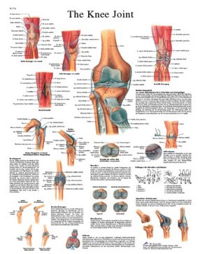 CHART-KNEE JOINT