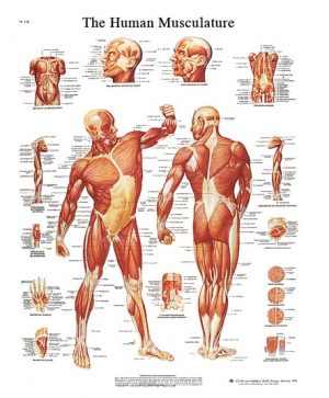 CHART- MUSCULAR SYSTEM