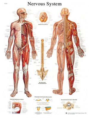 CHART - NERVE SYSTEM